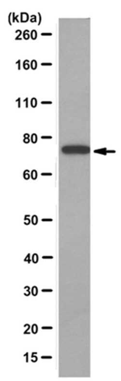 MilliporeSigma Mouse anti-KIF3A, Clone: 4F9.1, 100&mu;g:Antibodies, Monoclonal